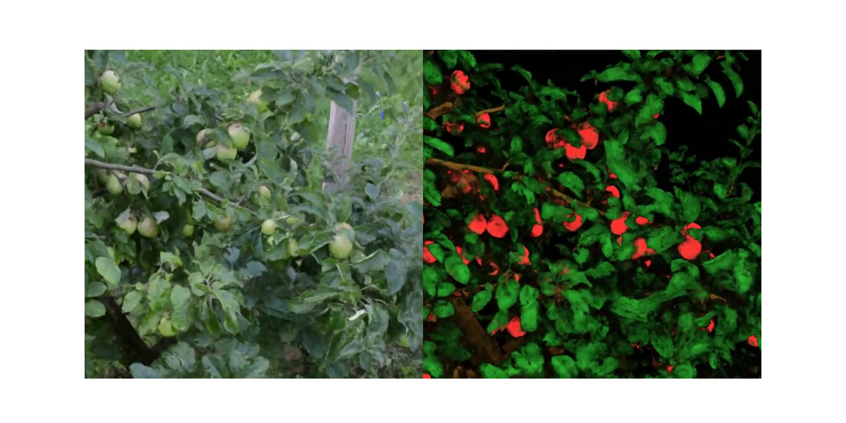 The same orchard branch twice: on the left the radiance field rendered photorealistically, on the right the semantic field, with apples picked out in red and foliage in green