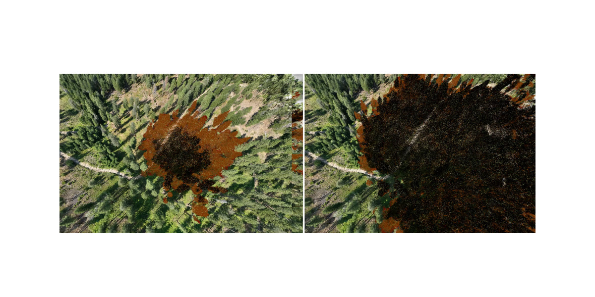 Two aerial views of the same reconstructed conifer forest: at ten simulated minutes a small orange and black burn scar, and at fifty minutes a black scar covering most of the frame